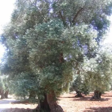 Residenza De Leonardis ゲストハウス 3*