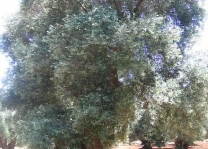 Residenza De Leonardis بيت ضيافة 3*